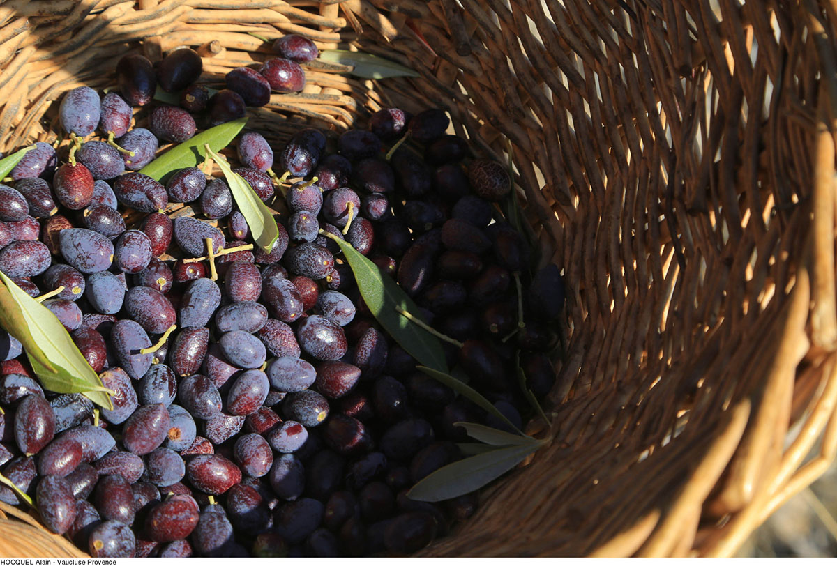recolte-olives---Photo-Alain-Hocquel-2035.jpg-1600px