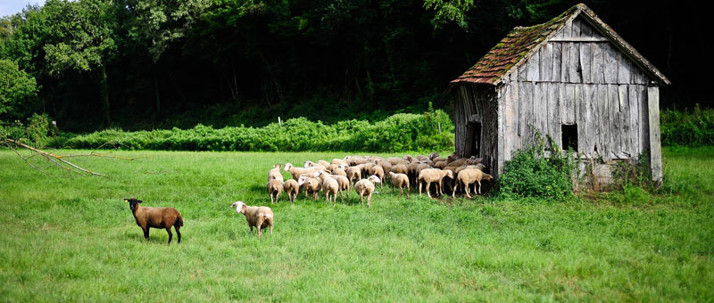 Vallee dordogne - Moutons©OTVD-Cochise Ory